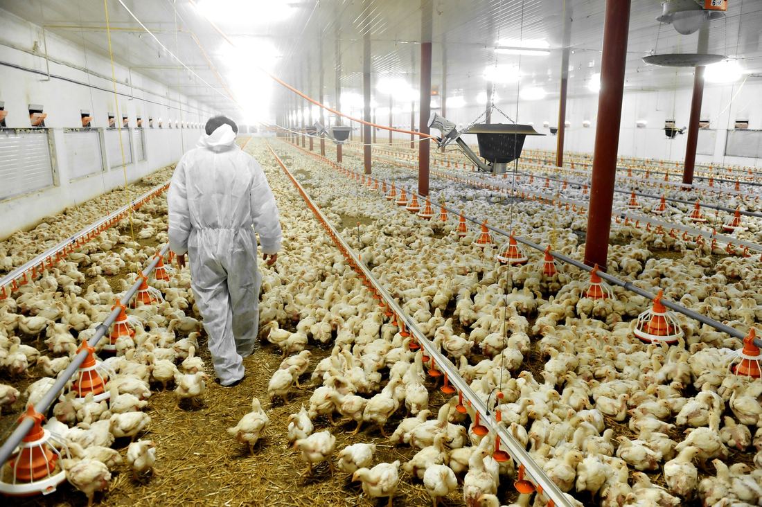 Specjalista bioasekuracji na fermie brojlerów