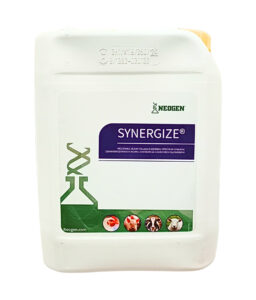 Synergize – środek do dezynfekcji chlewni i obory